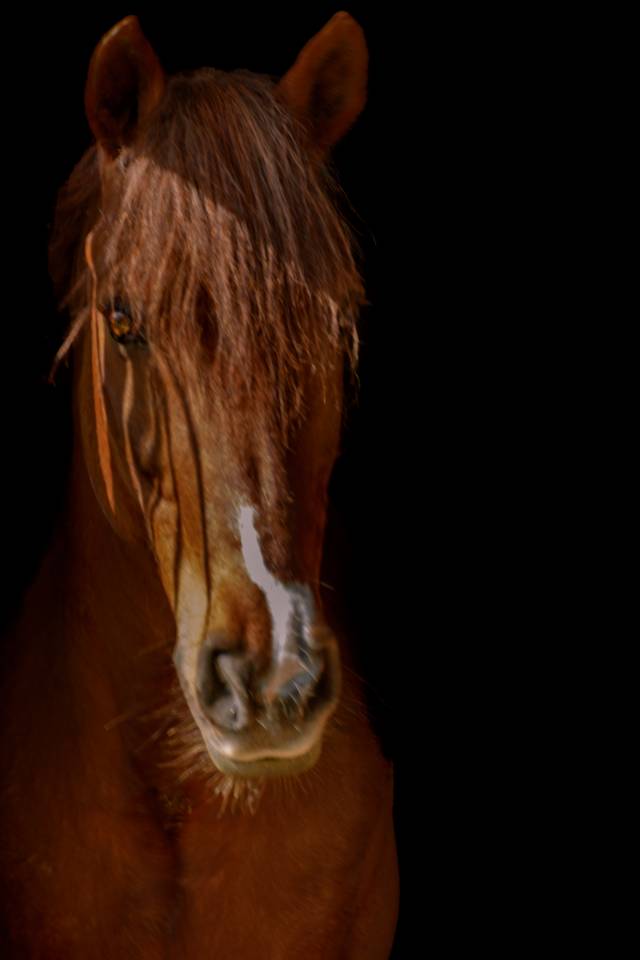 IMPERIAL DU BLIN  - Connemara 1996 por QUETZAL DU BLIN