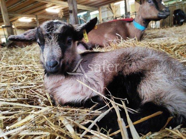 Explotación agrícola En venta Sarthe