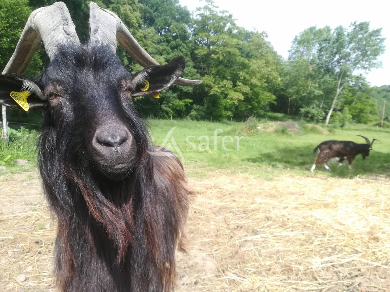 Explotación agrícola En venta Sarthe