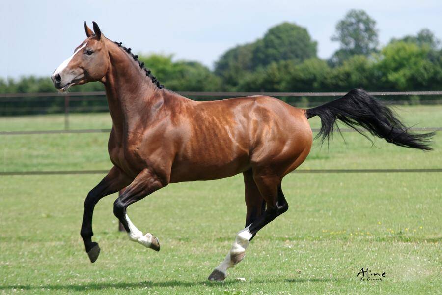 Uncognito bois margot  - Silla Francés 2008 por l'arc de triomphe