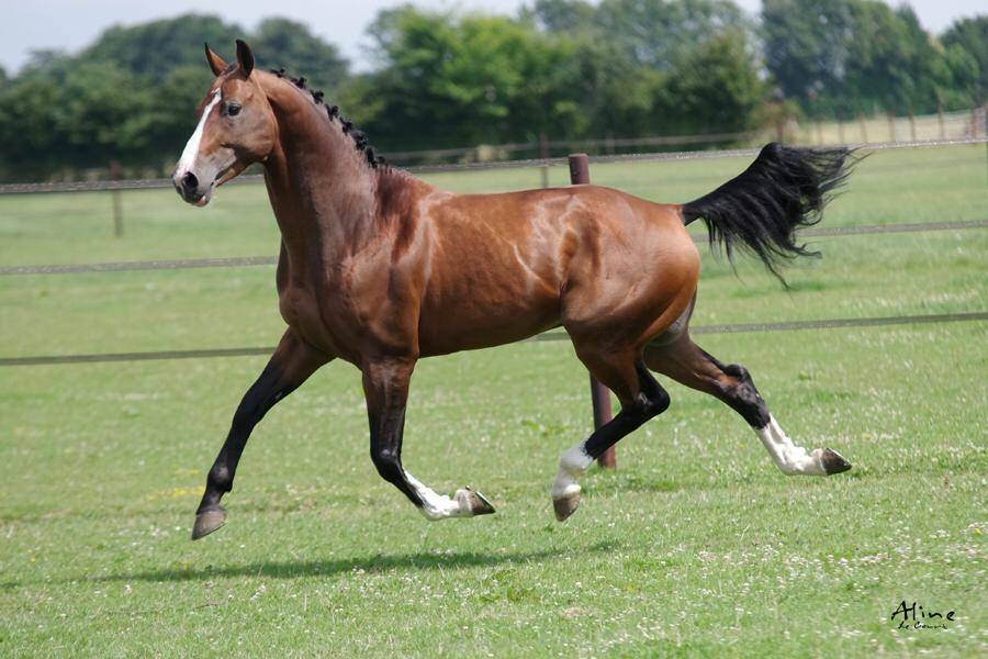 Uncognito bois margot  - Silla Francés 2008 por l'arc de triomphe