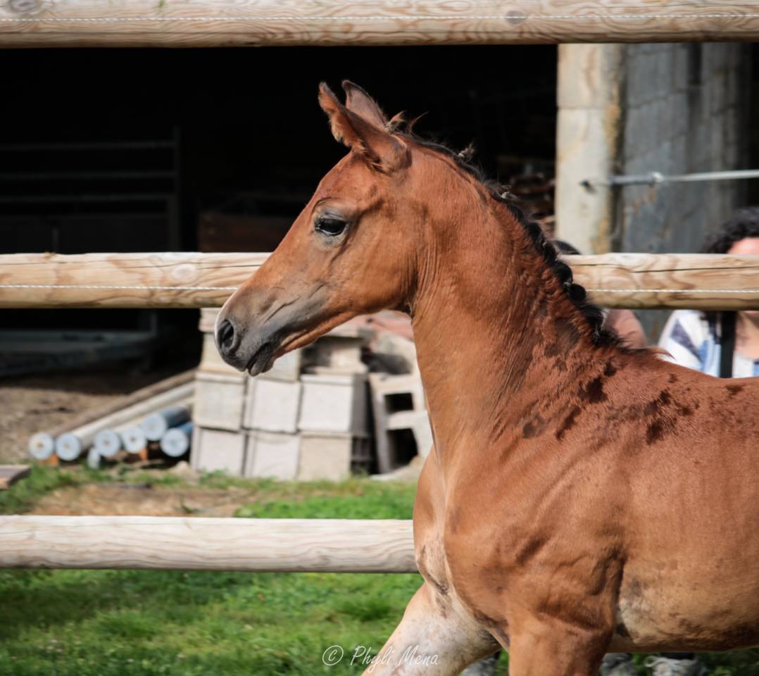 Uncognito bois margot  - Silla Francés 2008 por l'arc de triomphe