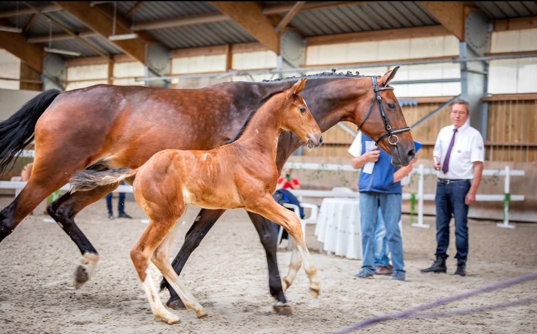 Uncognito bois margot  - Silla Francés 2008 por l'arc de triomphe