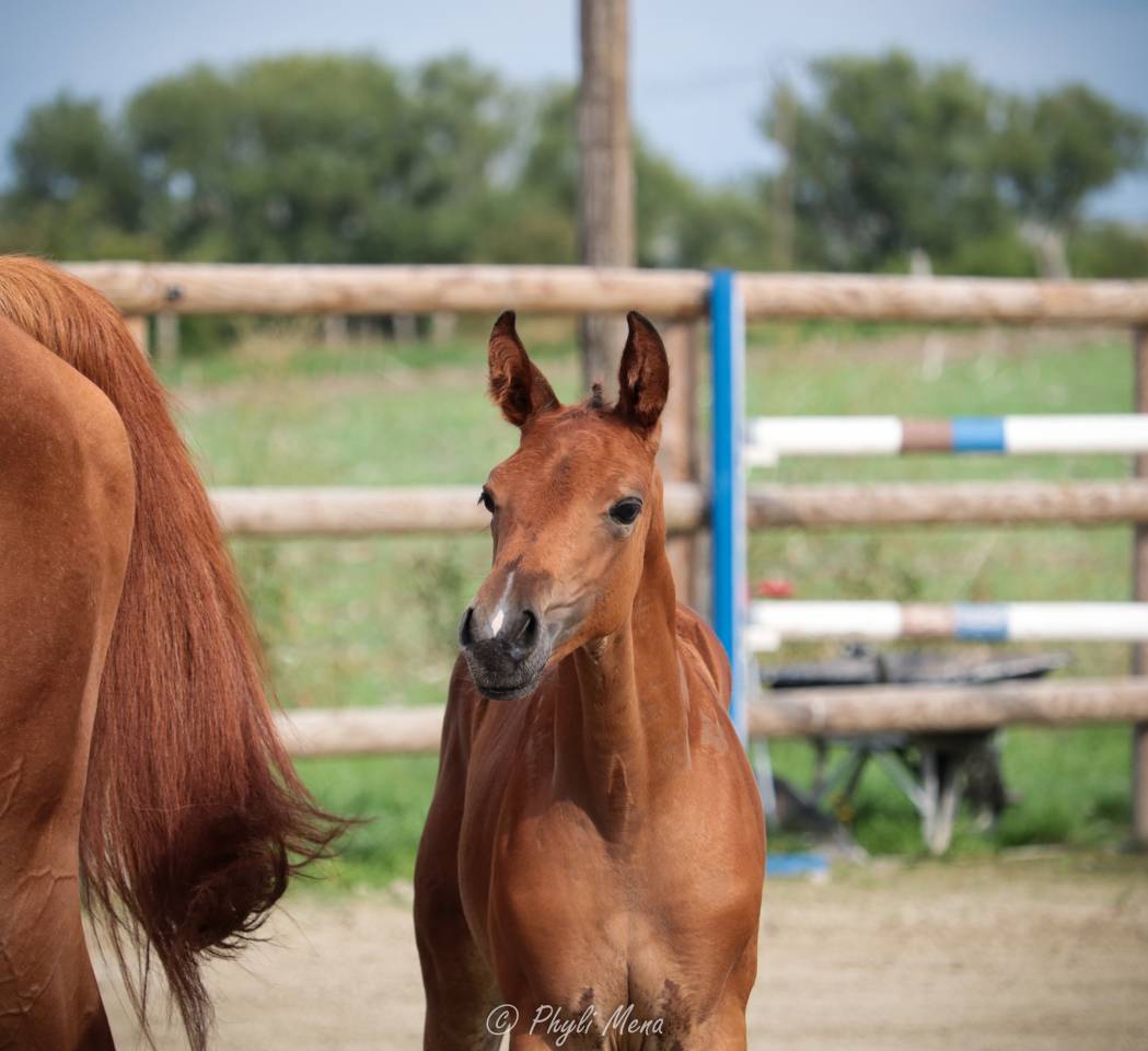 Uncognito bois margot  - Silla Francés 2008 por l'arc de triomphe