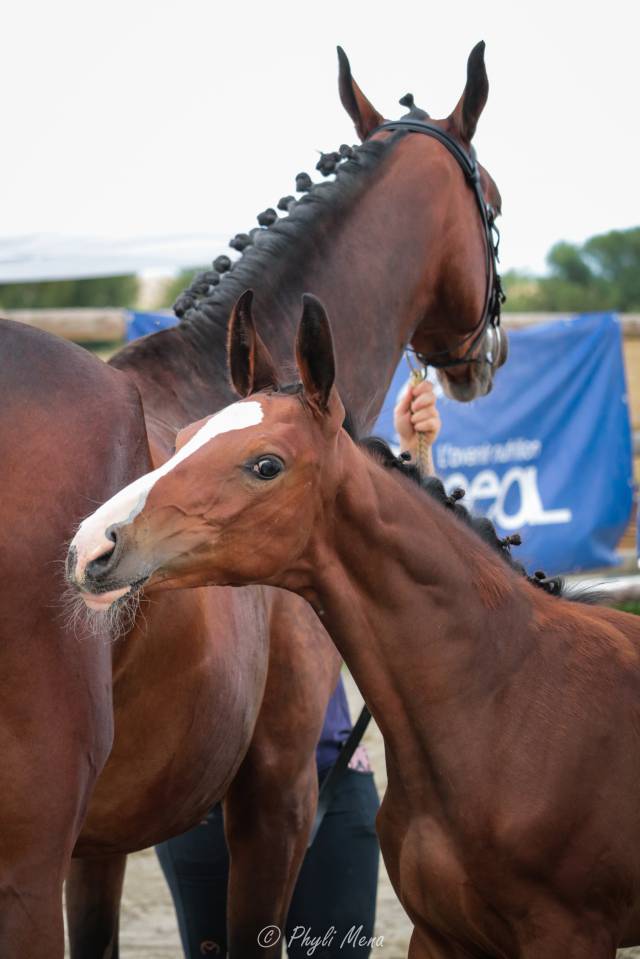 Uncognito bois margot  - Silla Francés 2008 por l'arc de triomphe