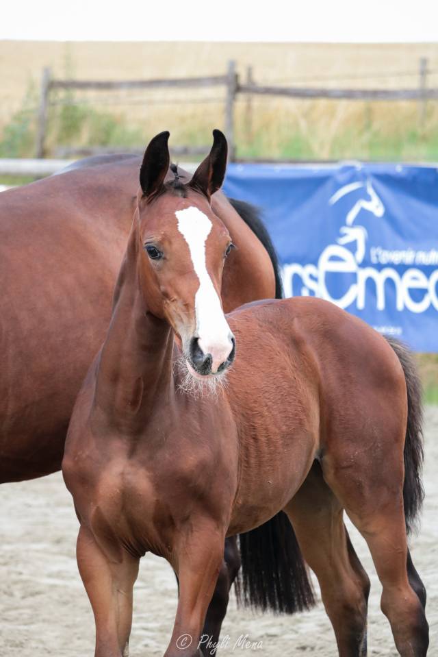 Uncognito bois margot  - Silla Francés 2008 por l'arc de triomphe