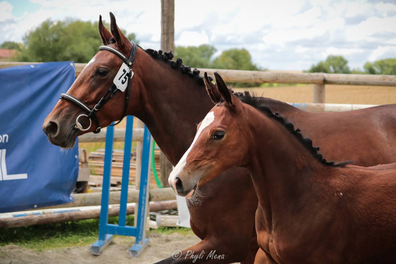 Uncognito bois margot  - Silla Francés 2008 por l'arc de triomphe