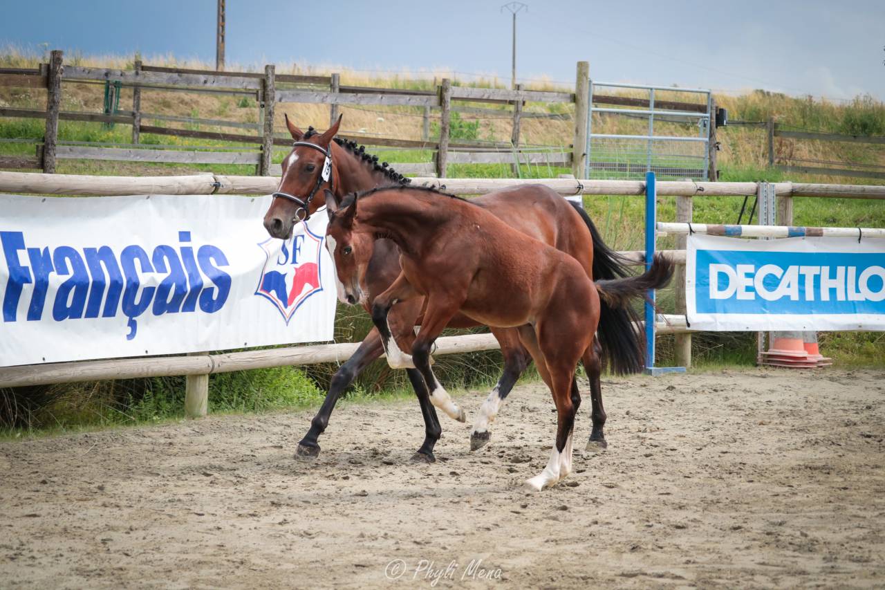 Uncognito bois margot  - Silla Francés 2008 por l'arc de triomphe