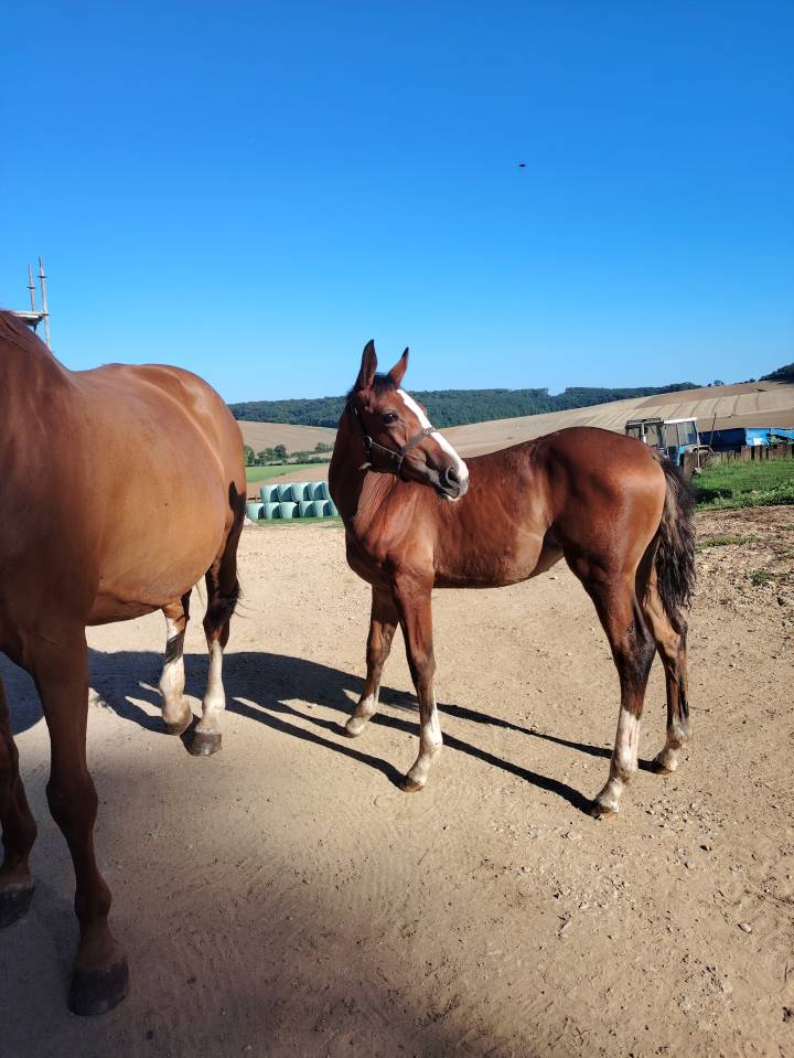Uncognito bois margot  - Silla Francés 2008 por l'arc de triomphe
