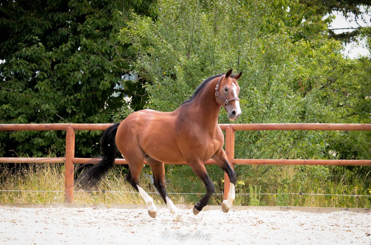 Uncognito bois margot  - Silla Francés 2008 por l'arc de triomphe