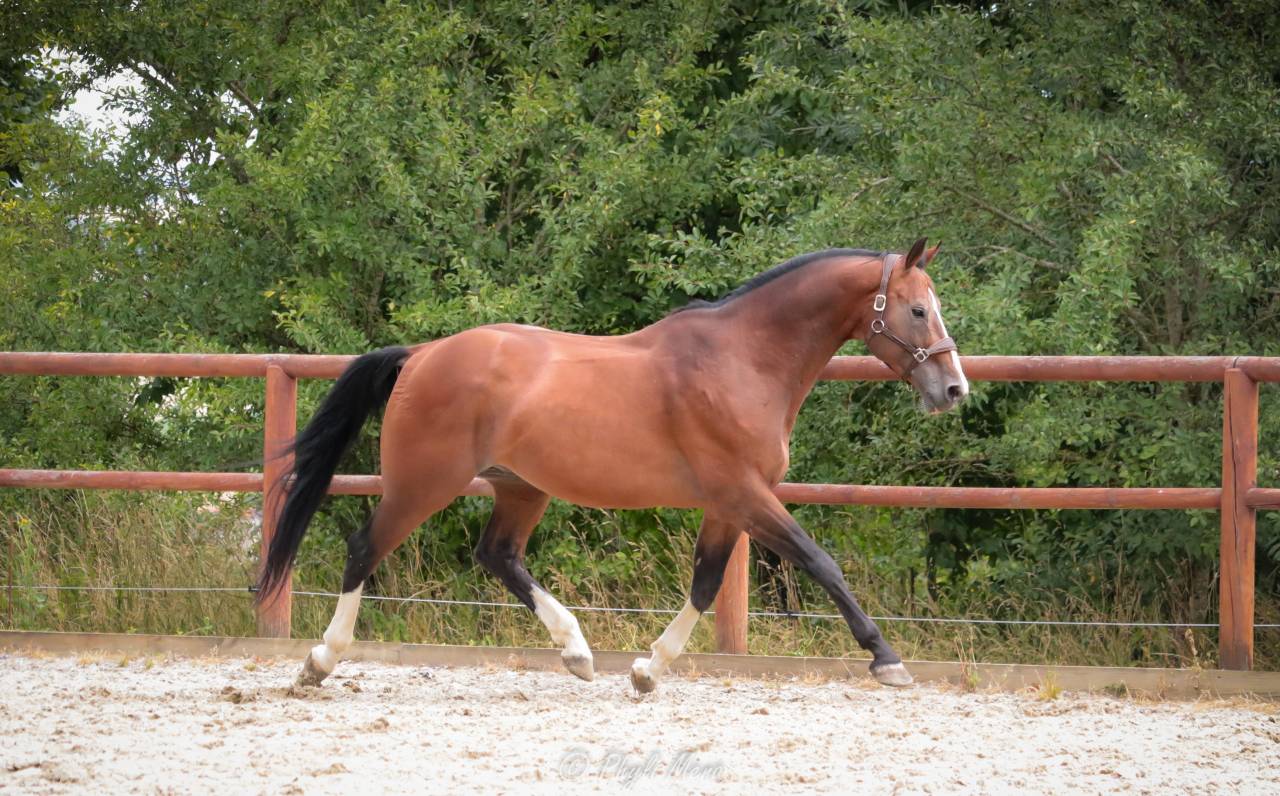 Uncognito bois margot  - Silla Francés 2008 por l'arc de triomphe