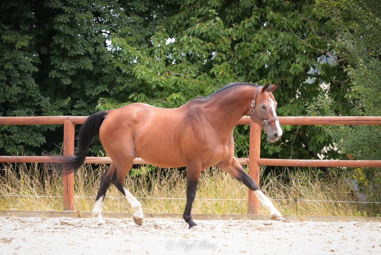 Uncognito bois margot  - Silla Francés 2008 por l'arc de triomphe