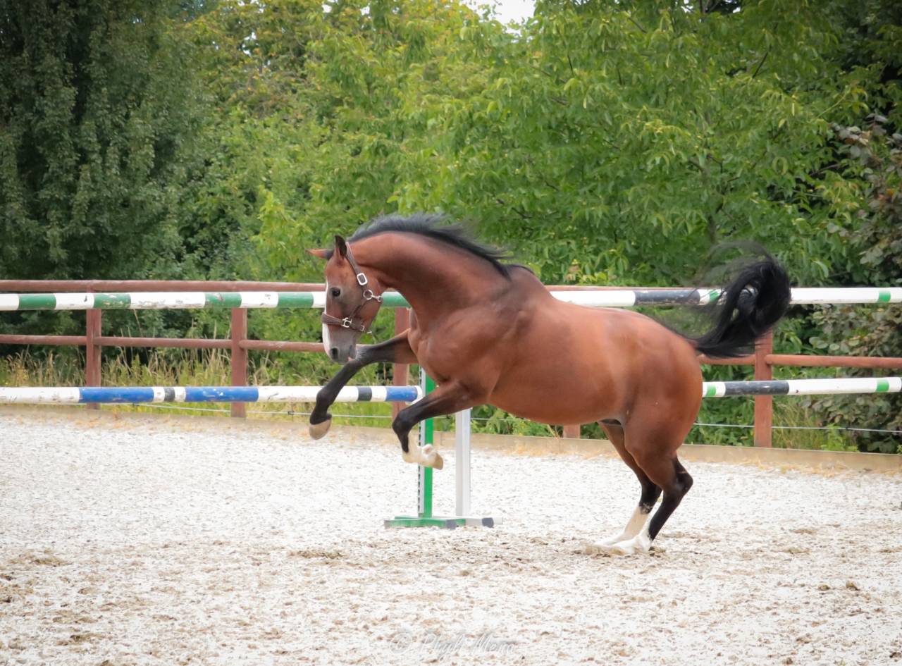 Uncognito bois margot  - Silla Francés 2008 por l'arc de triomphe