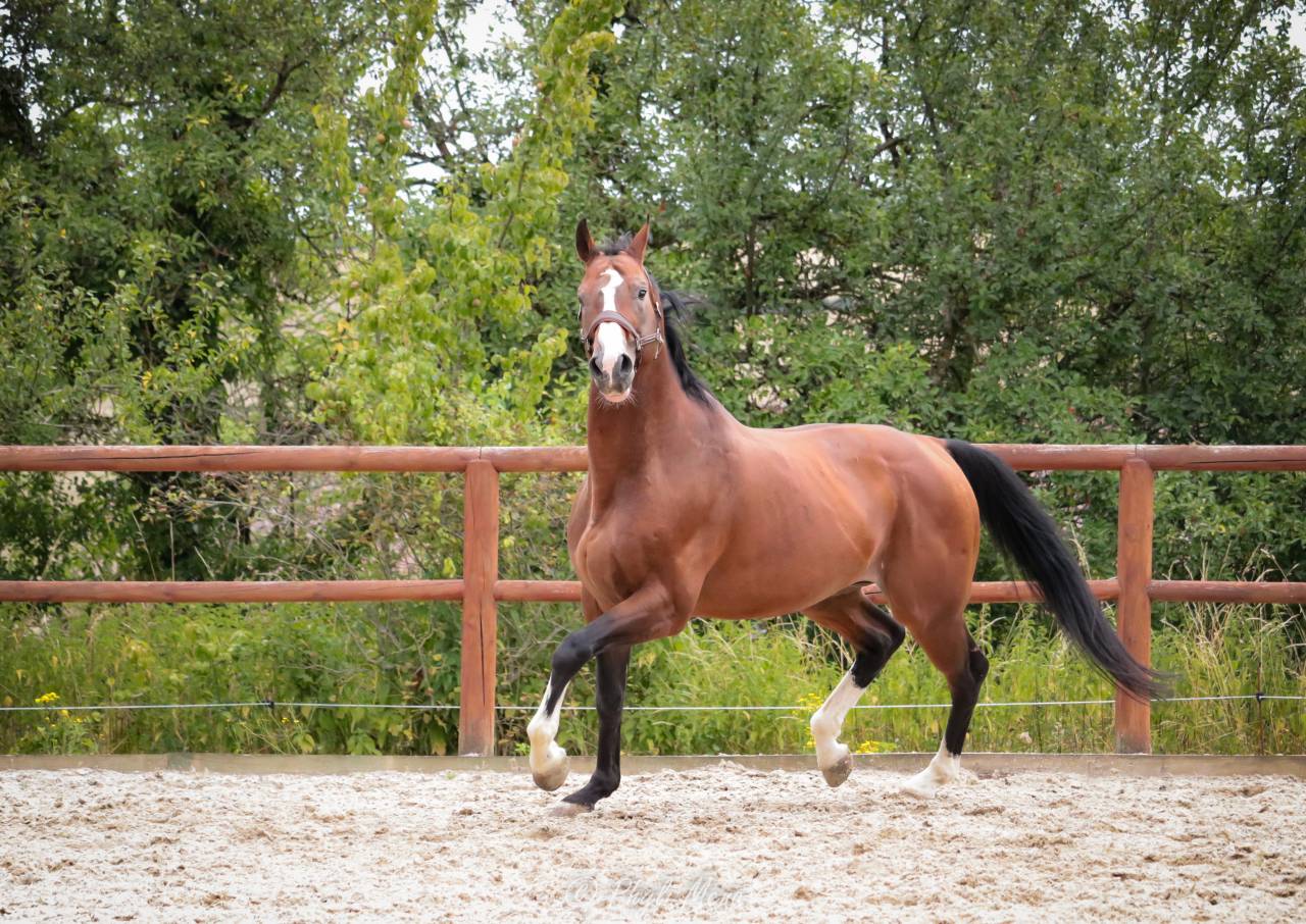 Uncognito bois margot  - Silla Francés 2008 por l'arc de triomphe