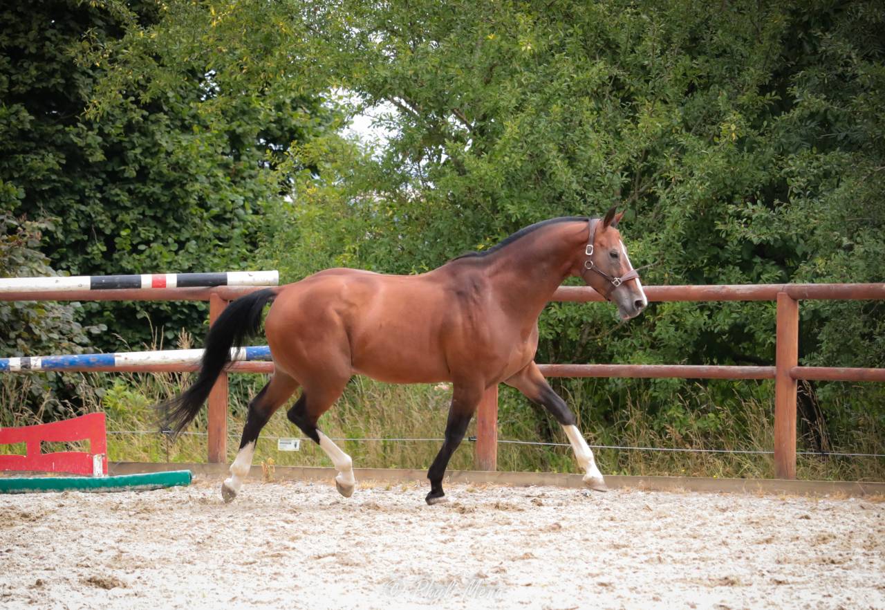 Uncognito bois margot  - Silla Francés 2008 por l'arc de triomphe