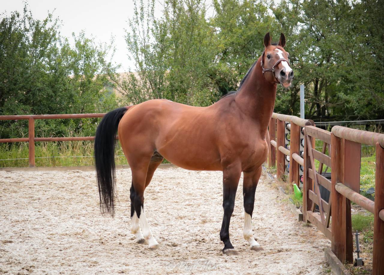 Uncognito bois margot  - Silla Francés 2008 por l'arc de triomphe