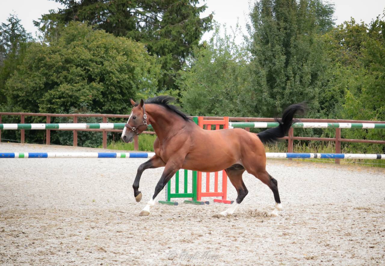 Uncognito bois margot  - Silla Francés 2008 por l'arc de triomphe