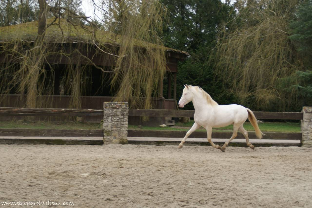 PRESIDENTE DE JARAMA Crème 1 M70 - PRE Pura Raza Española 2016 por SERRANO UNO
