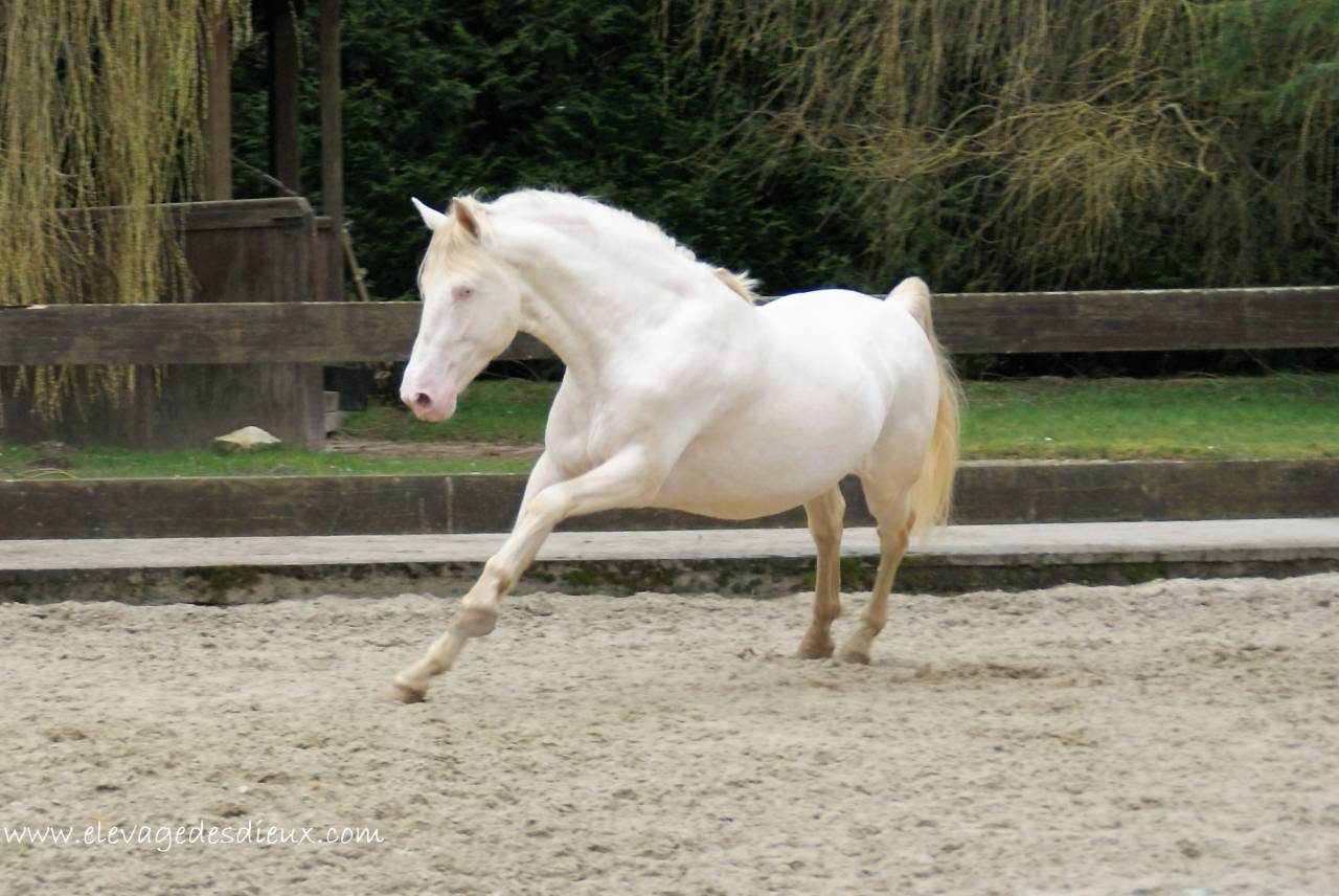 PRESIDENTE DE JARAMA Crème 1 M70 - PRE Pura Raza Española 2016 por SERRANO UNO