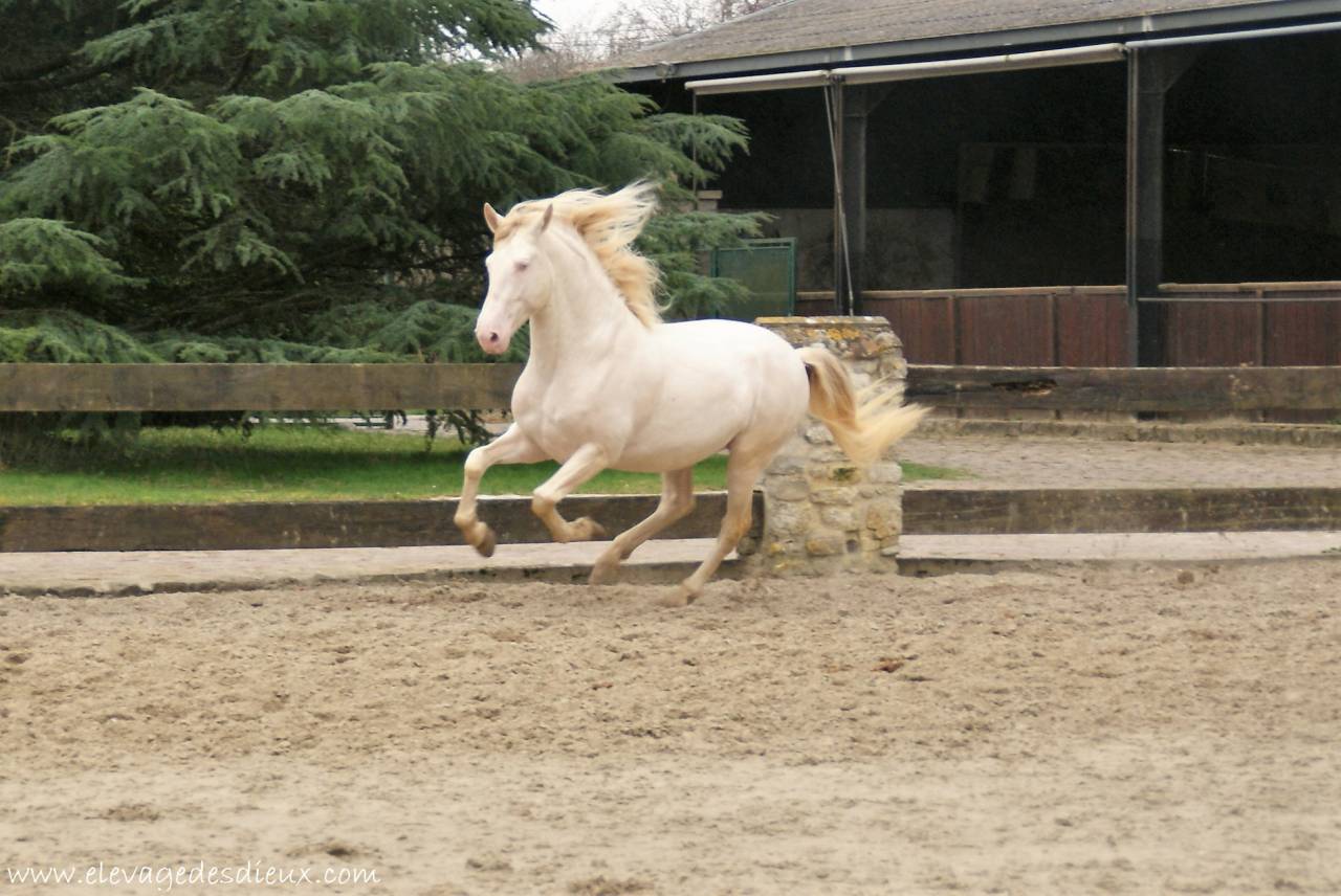 PRESIDENTE DE JARAMA Crème 1 M70 - PRE Pura Raza Española 2016 por SERRANO UNO