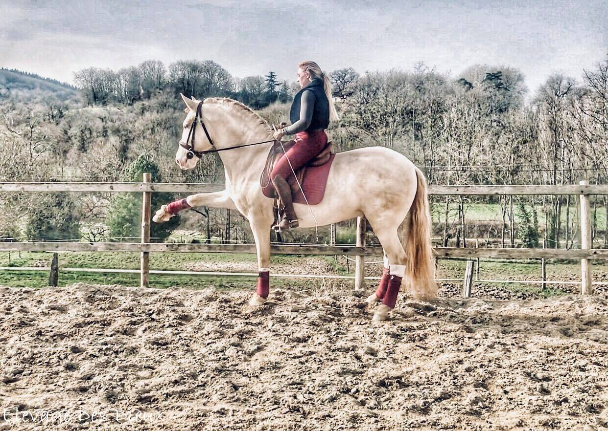 PRESIDENTE DE JARAMA Crème 1 M70 - PRE Pura Raza Española 2016 por SERRANO UNO