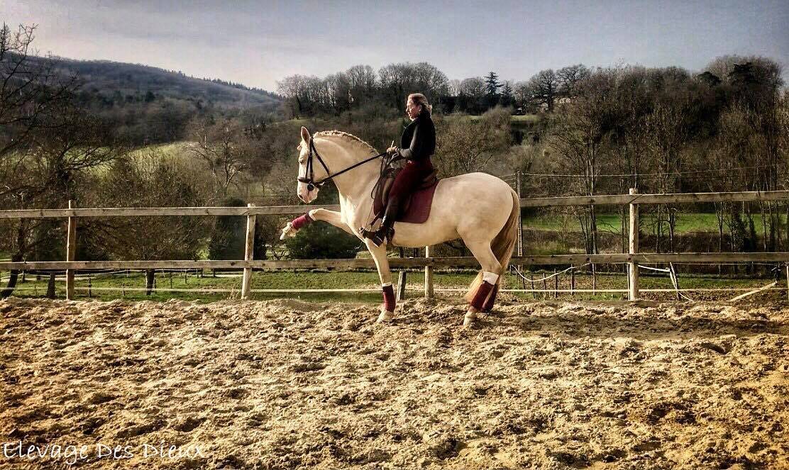 PRESIDENTE DE JARAMA Crème 1 M70 - PRE Pura Raza Española 2016 por SERRANO UNO