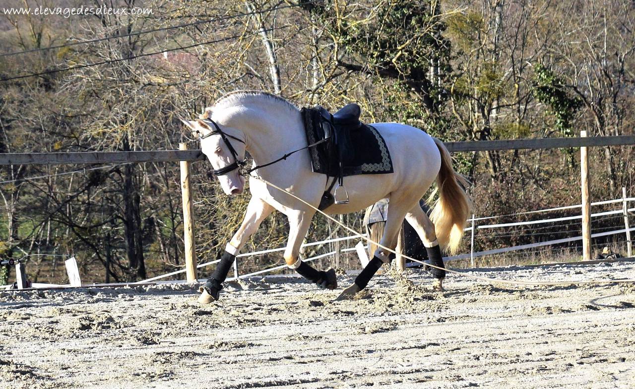 PRESIDENTE DE JARAMA Crème 1 M70 - PRE Pura Raza Española 2016 por SERRANO UNO