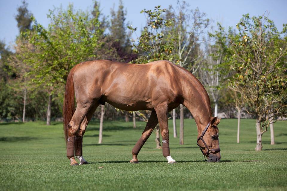 Baloubet du Rouet - Silla Francés 1989 por GALOUBET A