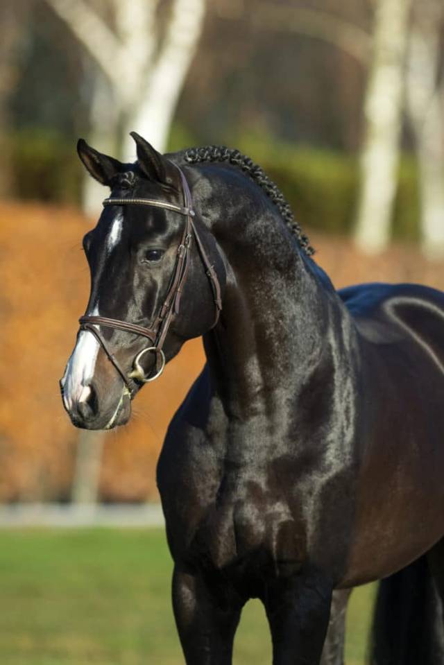 Chubakko - Holsteiner 2013 por connor