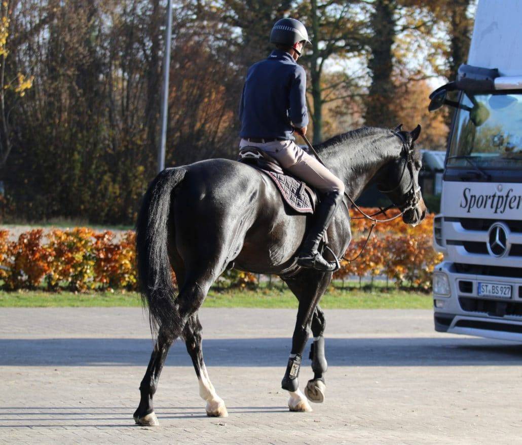 Chubakko - Holsteiner 2013 por connor