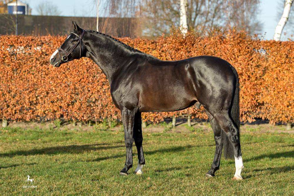 Chubakko - Holsteiner 2013 por connor