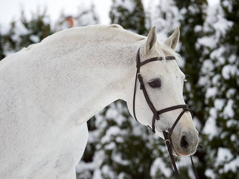 Cornet Obolensky - BWP Caballo de Sangre Belga 1999 por CLINTON