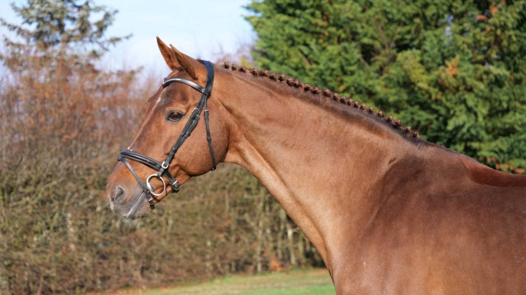 Gastronom de Hus - Zangersheide 1999 por Carthago Z