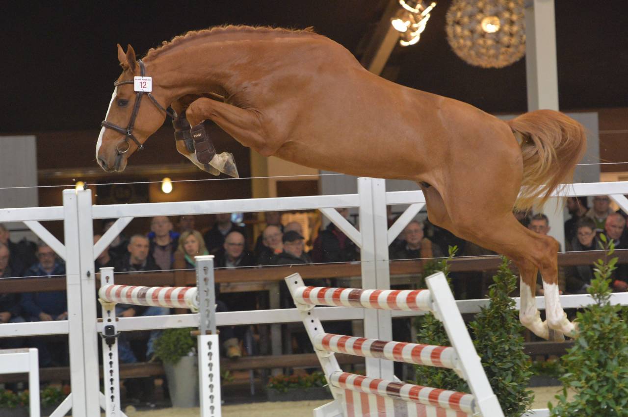 Nixon Van't Meulenhof - BWP Caballo de Sangre Belga 2013 por Denzel van 't Meulenhof