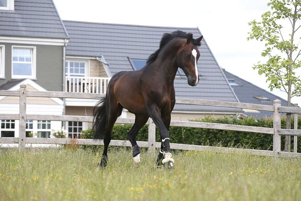 Quel Homme de Hus - Silla Francés 2006 por QUIDAM DE REVEL