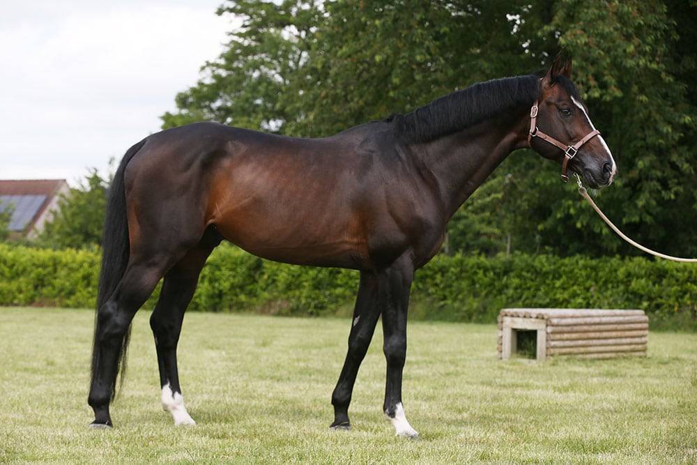 Quel Homme de Hus - Silla Francés 2006 por QUIDAM DE REVEL