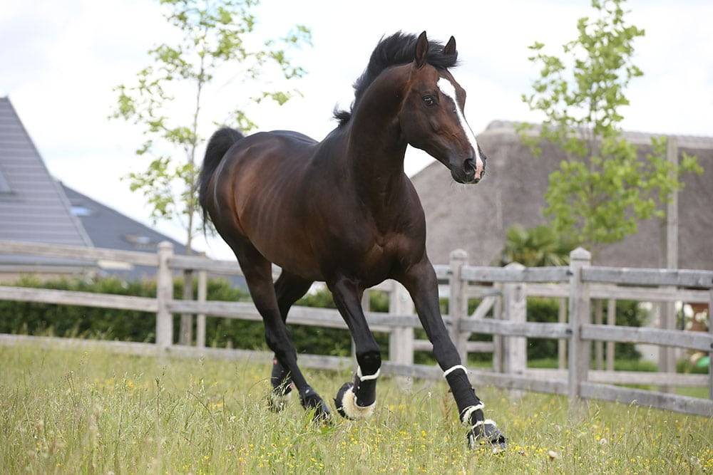 Quel Homme de Hus - Silla Francés 2006 por QUIDAM DE REVEL