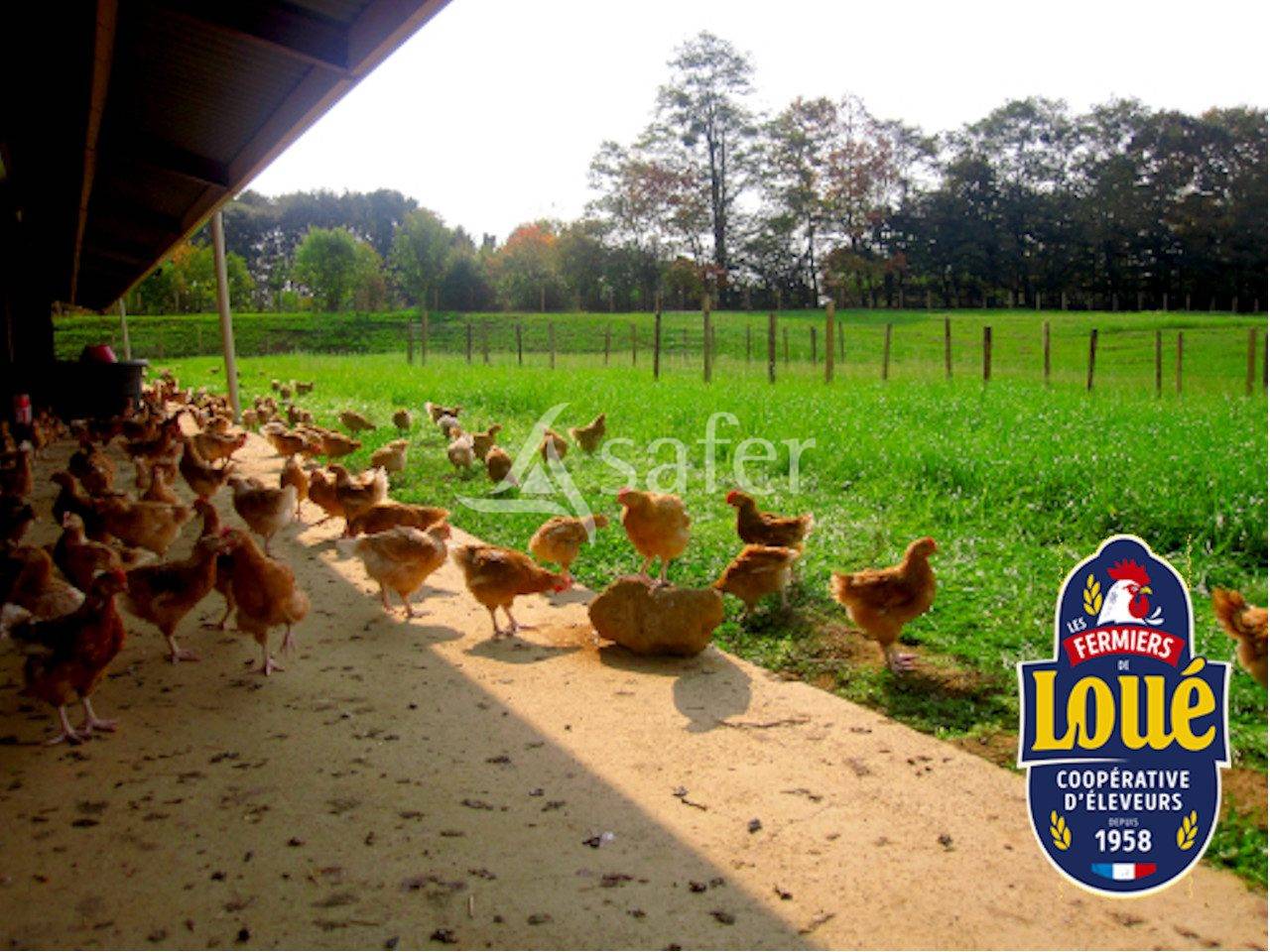 Explotación avícola En venta Sarthe