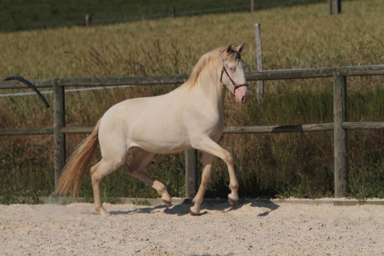 ORGANDI DE LA COMBE - Lusitano 2018 por VERDI
