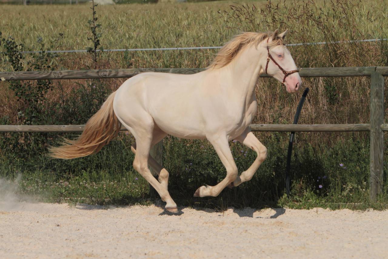 ORGANDI DE LA COMBE - Lusitano 2018 por VERDI