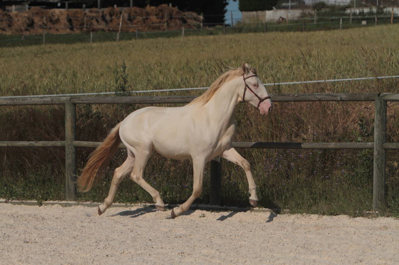 ORGANDI DE LA COMBE - Lusitano 2018 por VERDI