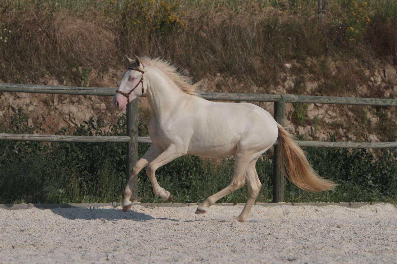 ORGANDI DE LA COMBE - Lusitano 2018 por VERDI