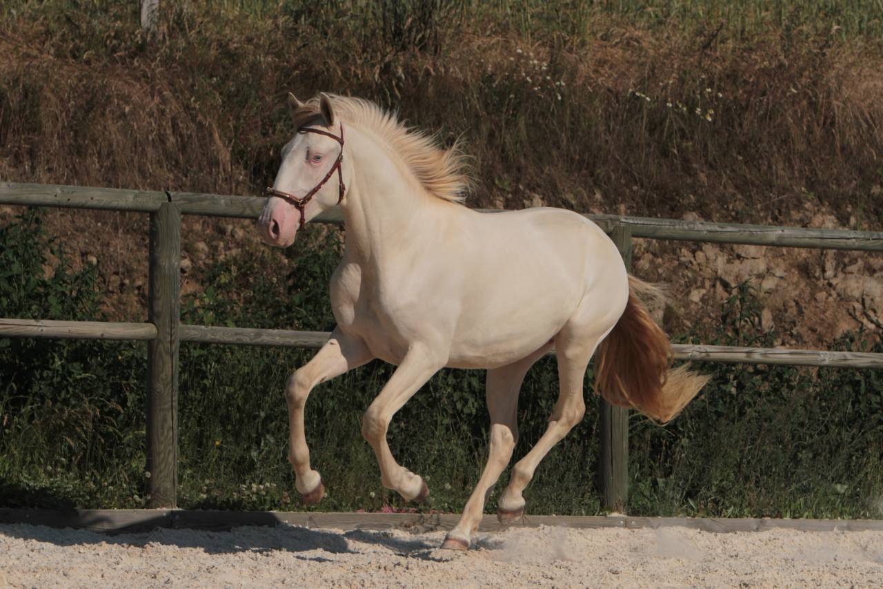 ORGANDI DE LA COMBE - Lusitano 2018 por VERDI