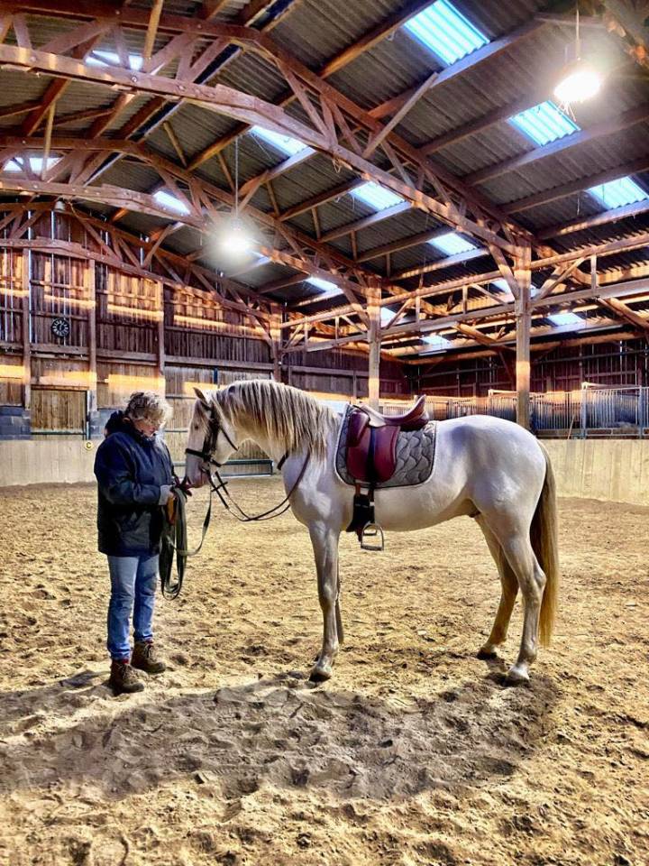 ORGANDI DE LA COMBE - Lusitano 2018 por VERDI