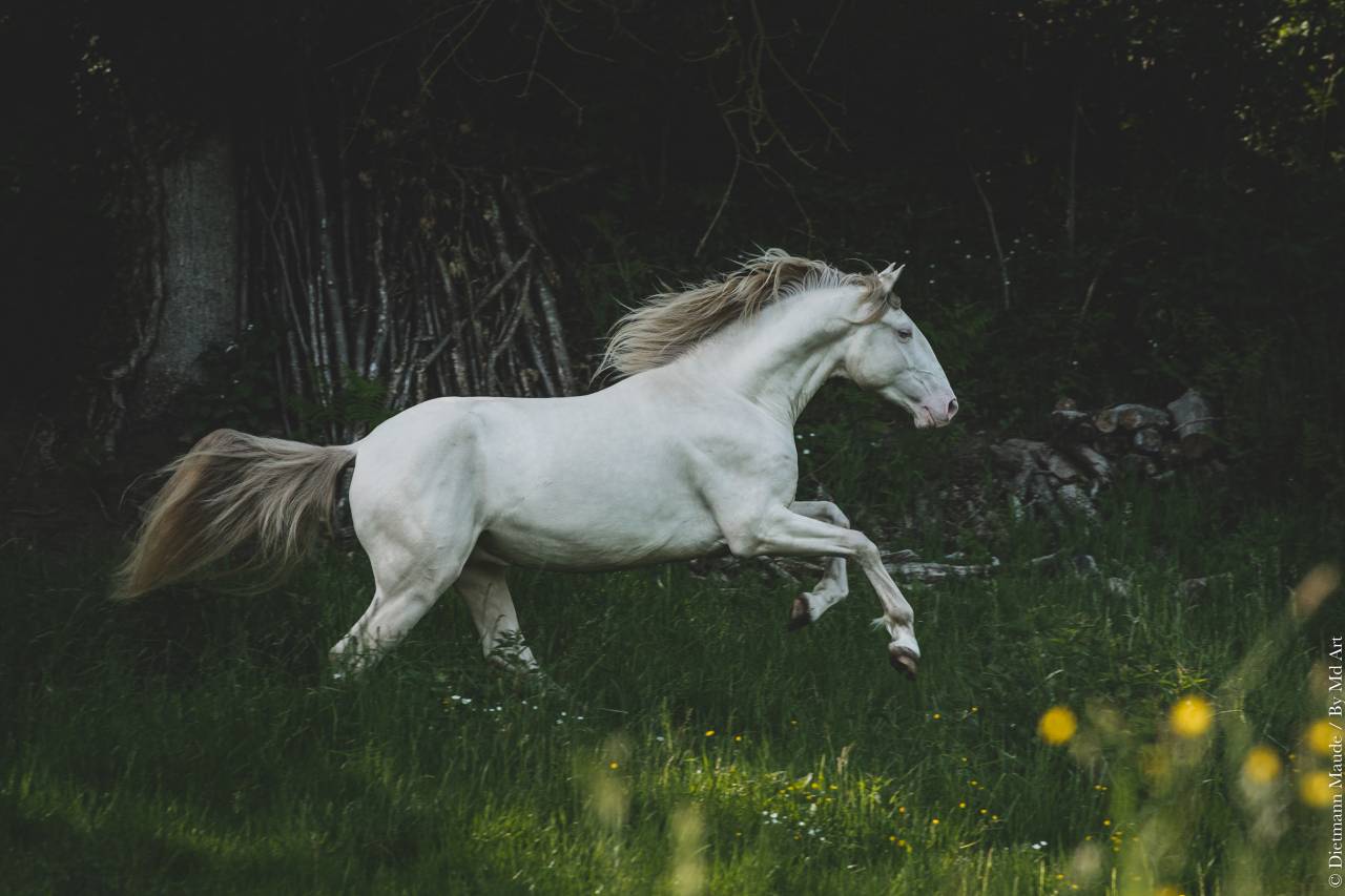ORGANDI DE LA COMBE - Lusitano 2018 por VERDI