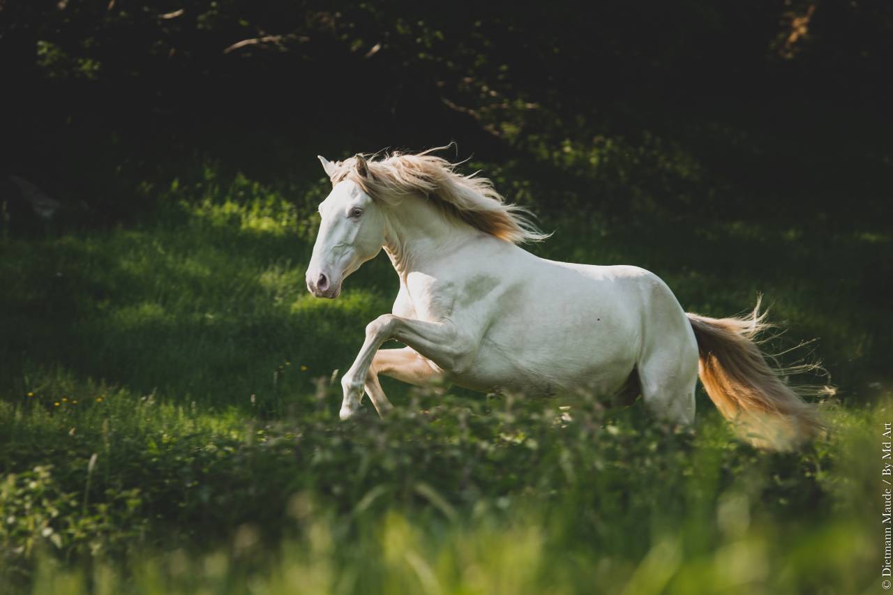 ORGANDI DE LA COMBE - Lusitano 2018 por VERDI