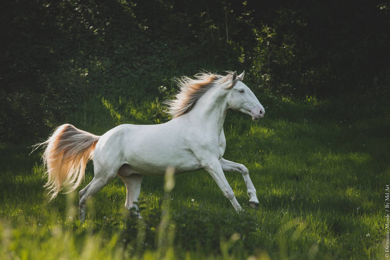 ORGANDI DE LA COMBE - Lusitano 2018 por VERDI
