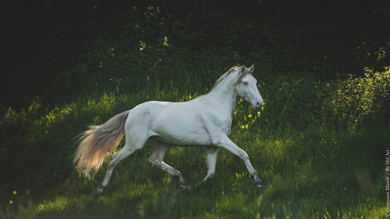 ORGANDI DE LA COMBE - Lusitano 2018 por VERDI