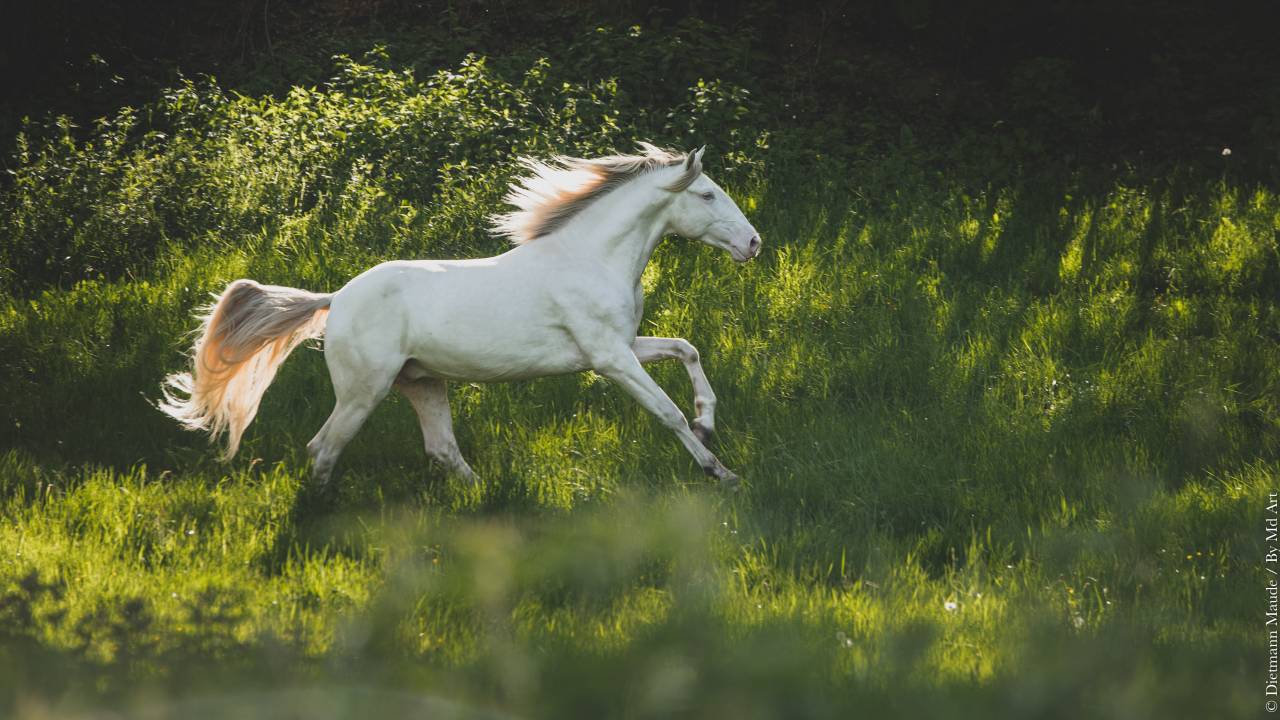 ORGANDI DE LA COMBE - Lusitano 2018 por VERDI