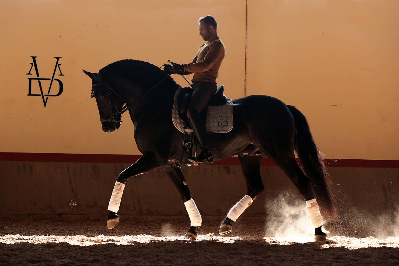 Barquero JF IV - PRE Pura Raza Española 2014 por ESCOGIDO J F